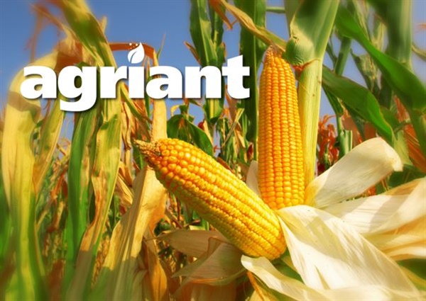 Rassenadvies mais 2026